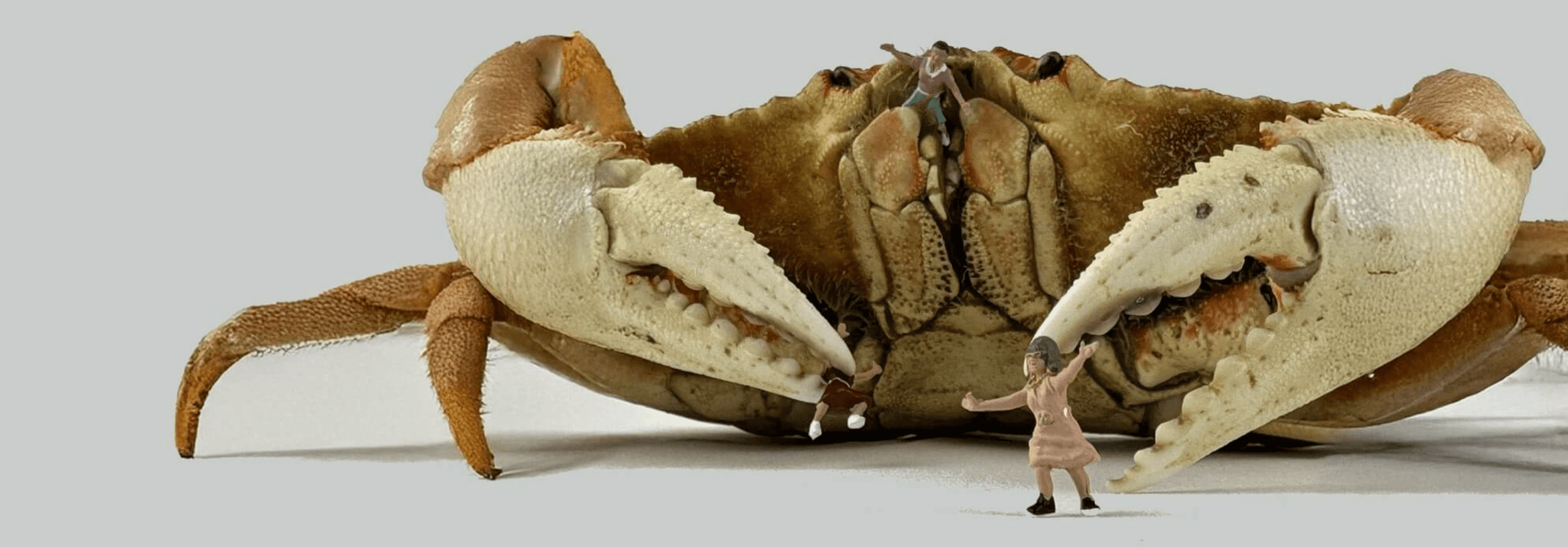 Crab Grab - SAMPLE DROP